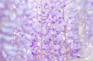 NITTEN ハナラボ 第223回「今の時期に開花するおすすめのツル性植物」