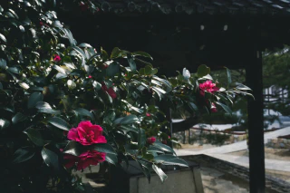 NITTEN ハナラボ 第230回「 漢字の“木へん”がつく植物 」