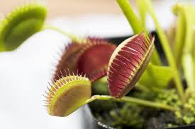 NITTEN ハナラボ 第233回「 自由研究にもおすすめ！食虫植物3選！ 」