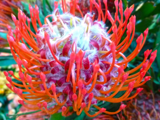 NITTEN ハナラボ 第250回「 今年のヒット花・ピンクッション 」