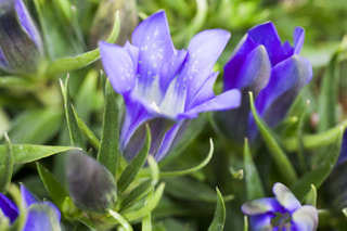 NITTEN ハナラボ 第237回「 晩夏を心地よく過ごすためのお花3選 」