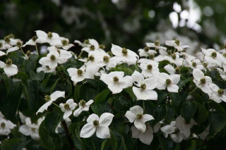 NITTEN ハナラボ 第224回「初夏に楽しみたいおすすめの植物“花木”編」