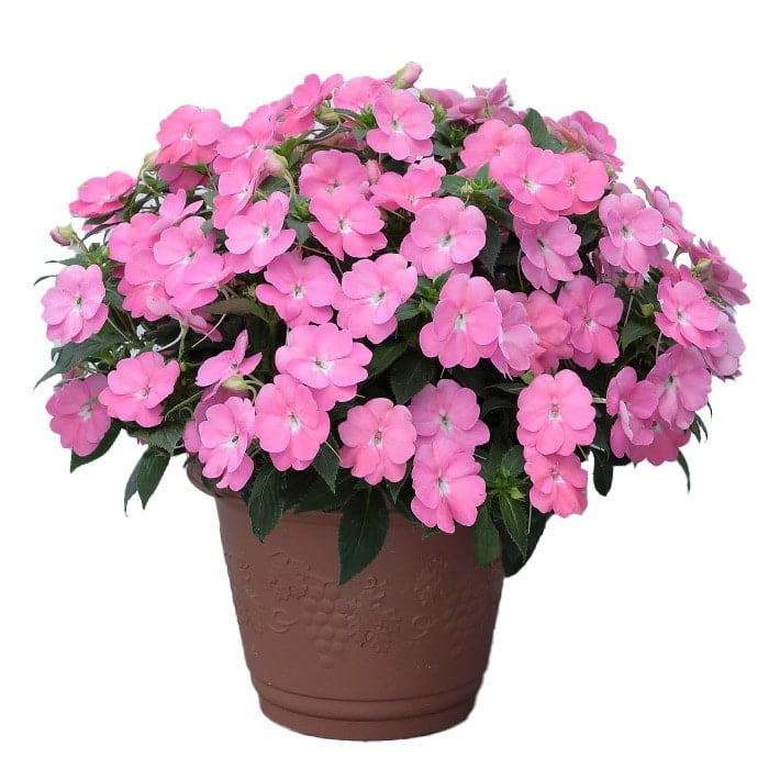 NITTEN ハナラボ 第165回「驚くほど暑さに強い花 サンパチェンス