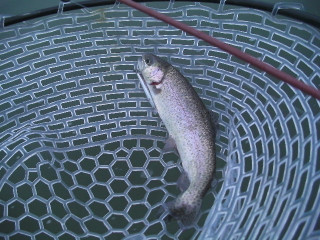 0104rainbowtrout