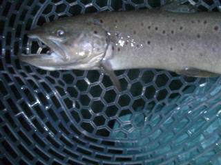 0120browntrout