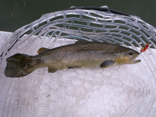 0208_brown_4