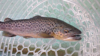 0208_brown_6