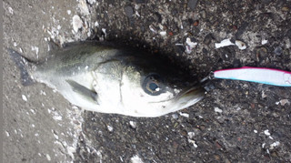 0307_seabass