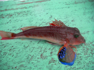 0309_kanagashira_2