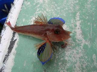 0309_onikanagashira_ide