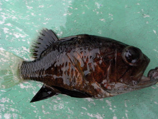 0309_kuroishimochi_ide_2