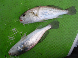 0325_ishimochi_ide_2