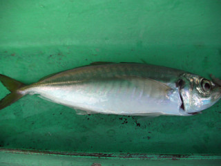 0402_maruaji