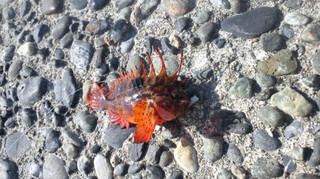 0408_haokoze_shimoda
