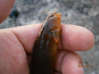 0412_ginpo_shimoda