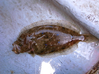 0413_tamaganzoubirame_ide