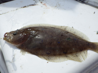 0415_tamaganzoubirame