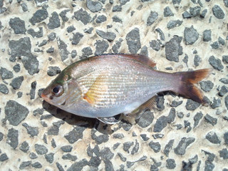 0428_matanago