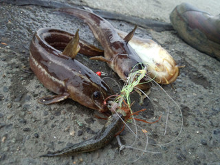 0429_gonzui