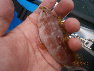 0430_hoshisasanohabera_shimoda_2