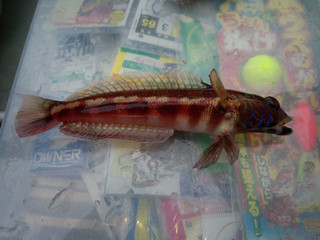 0430_toragisu