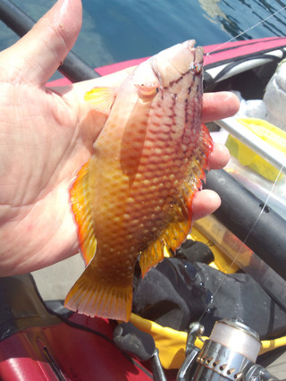 0506_akasasanohabera