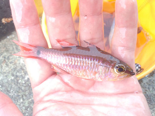 0507_kurohoshiishimochi