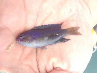0507_sorasuzumedai