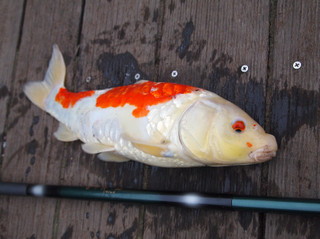 0520_koi