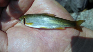 0527_ugui