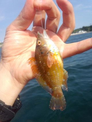 0529_ohagurobera