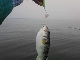 05fugu