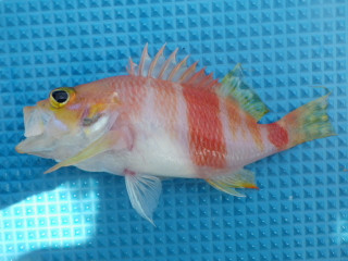 0608_azumahanadai