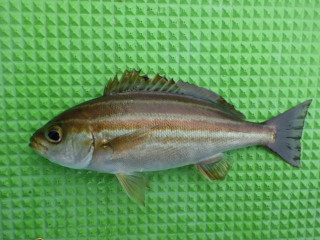 0611_isaki