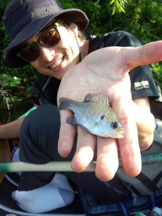 0706_bluegill