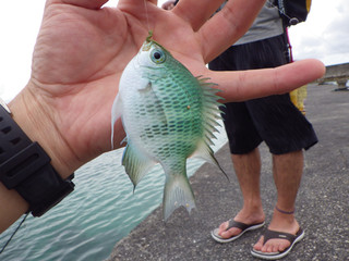 0710_kurakaosuzumedai