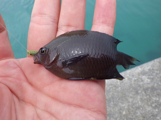 0710_kurosuzumedai