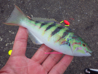 0710_senasujibera
