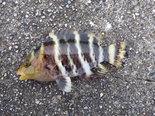 0710_yashabera
