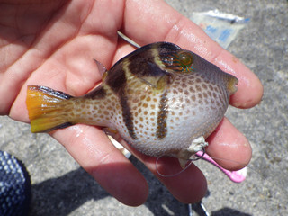 0712_shimakinchakufugu