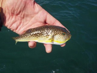 0806_shousaifugu