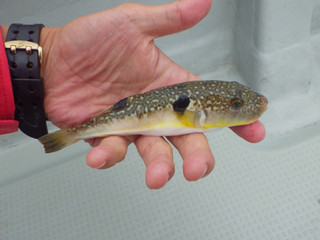 0807_mafugu