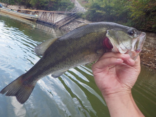 0830_ookuchibasu