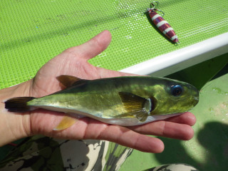 0912_kurosabafugu_ide