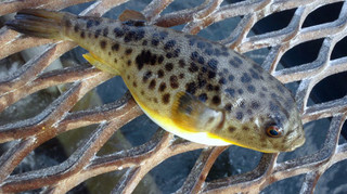 0929_higanfugu_3