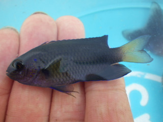 0930_sorasuzumedai