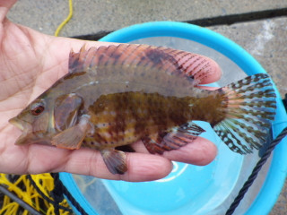 1014_ohagurobera