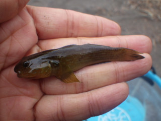 1028_numachichibu