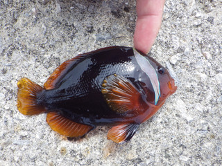 1030_hamakumanomi