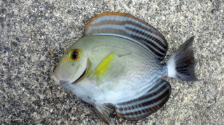 1109_kurohagi